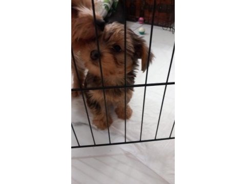 Dişi gold küt burun yorkshire terrier