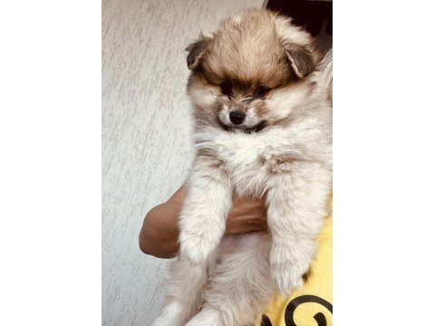 3 aylık erkek boo pomeranian