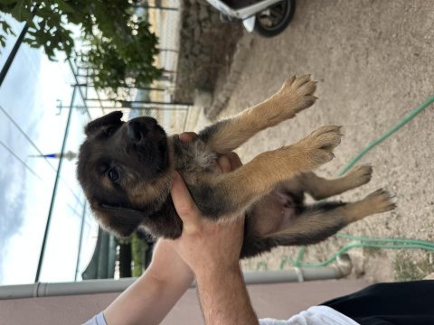 Alman kurdu yavru köpeğimiz