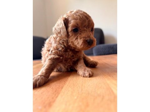 Teacup toy poodle yavrular kg garantili