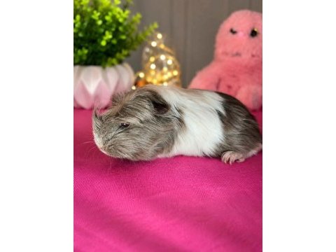 Guinea pig yavru