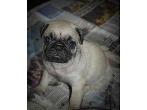 Pug mops yavrularım