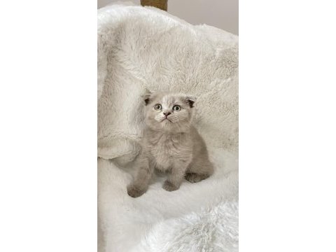 Mükemmel huylu scottish fold yavrumuz