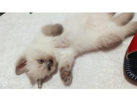 Ev ortamından a kalite blue point british shorthair yavrular