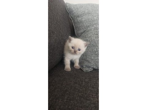British shorthair yavrularımız yeni sahiplerini bekliyor