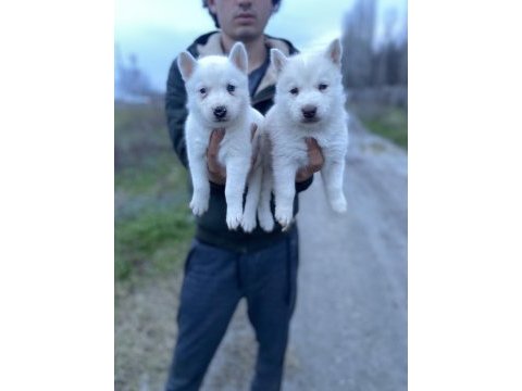 Üst kalite beyaz mavi göz husky yavrular