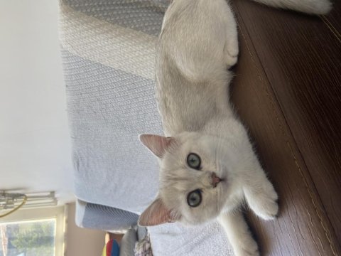 3.5 aylık yavru kedimiz