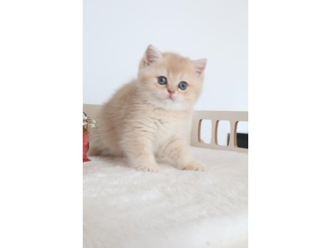 Krem rengi dişi yavru british shorthair