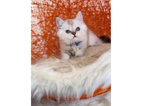 British shorthair silver point