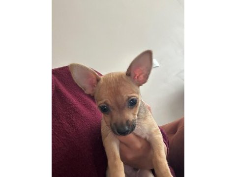 0 numara minyatür pinscher