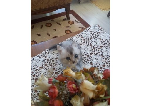 Küçük mü küçük british shorthair pıtırcıklara yuva