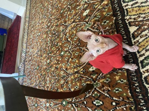 3 aylık erkek kanada sphynx