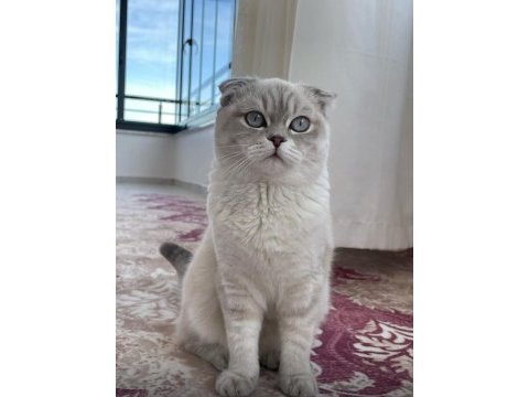 8 aylık dişi scottish fold