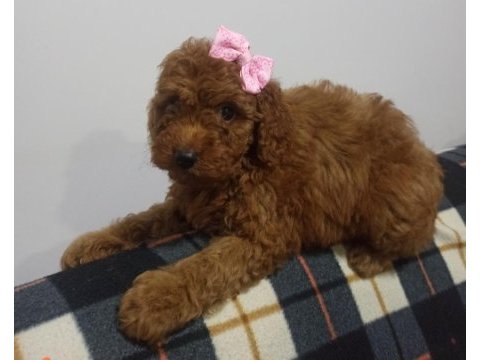 Safkan poodle yavrularımız