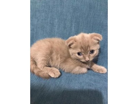 1,5 aylık kulaksız scottish fold