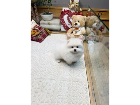 Kaliteli basık burun teacup pomeranian yavrular