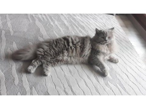 8 aylık lilac renkli erkek british longhair
