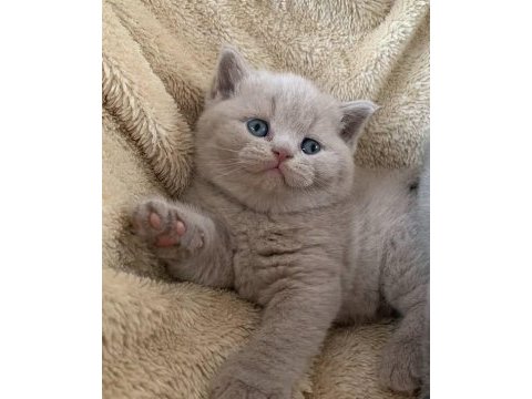 Nadir bulunan rengiyle lilac british shorthair