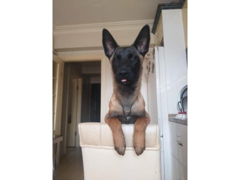 Güzel malinois kızımız deyzi