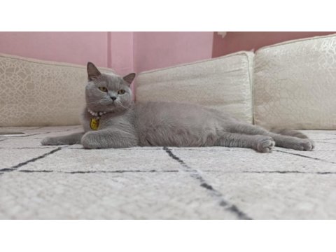 British shorthair mery kızımıza yuva arıyoruz