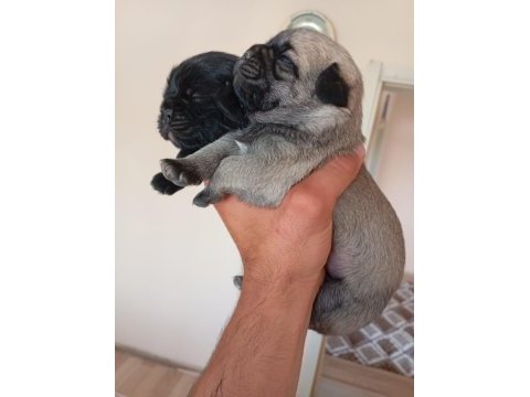 1 erkek ve 1 dişi pug
