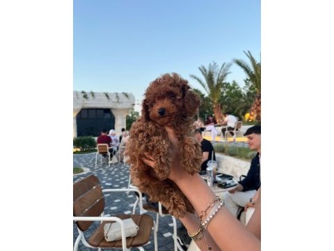 Kore poodle 2 aylık