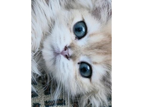 Erkek golden safkan 2.5 aylık kedimiz
