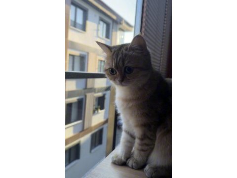 British shorthair golden 11 aylık dişi