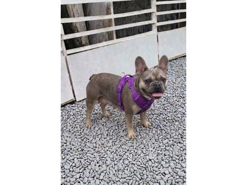 Kurulu düzen damızlık french bulldoglar