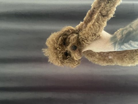 1 yaşında 2 kg erkek red toy poodle