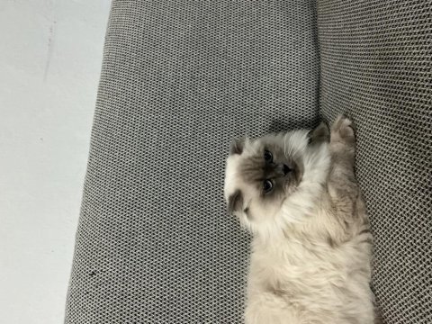 Uysal blue point dişi scottish fold