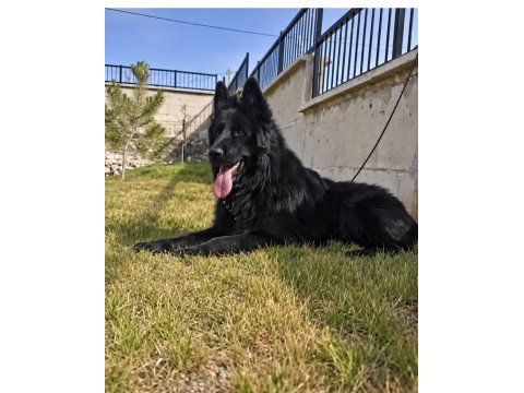Safkan siyah alman çoban köpeği