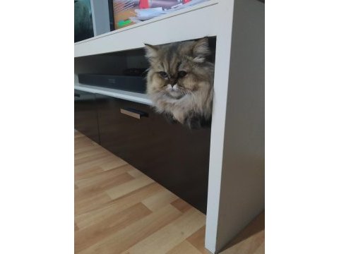 British longhair kızımız sahip arıyor.