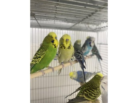 Komple kümes kaçmaz fırsat kuşlar