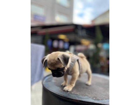 3 aylık pug dişi
