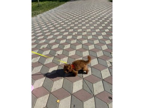 4 aylık efsane toy poodle tüm aşıları yapılmış