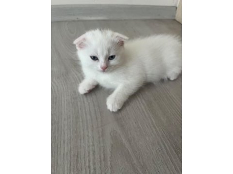 Scottish fold paşam uyguna verilecek