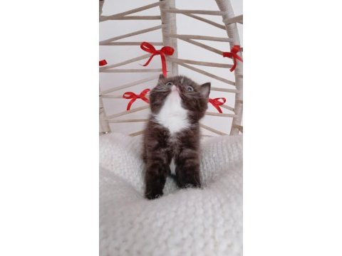 Yeni yıl çikolata british shorthair yavrum