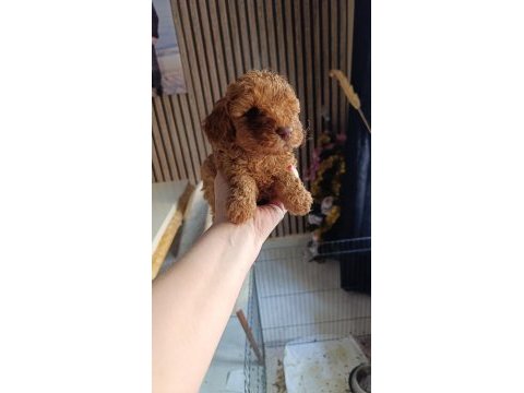 Toy poodle yavrumuz