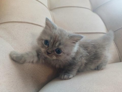 Safkan anne babadan british shorthair ayı surat yavrular