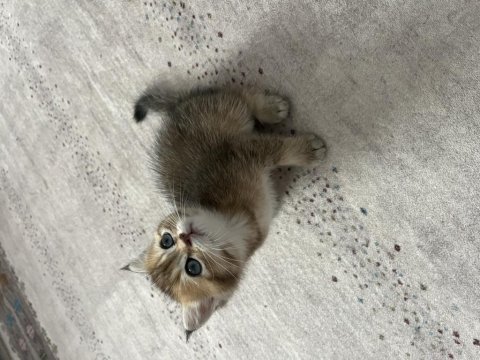 Golden british shorthair cinsi dişi