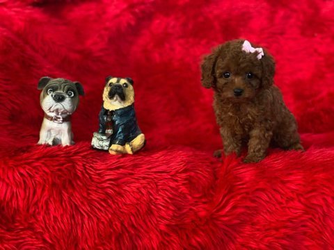 Birbirinden tatlı toy poodle yavrularımız