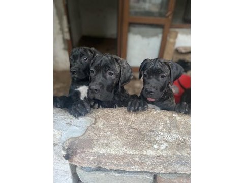 A scr kıf belgeli blender şampiyon dede cane corso torunları