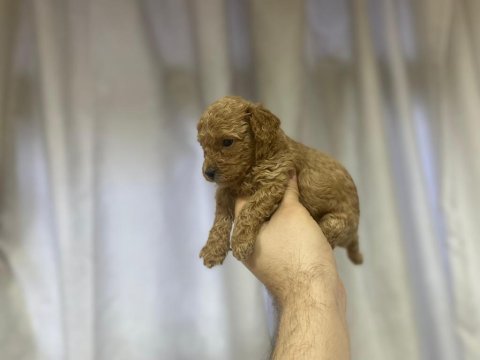 Poodle yavrularımız yeni yuvasını arıyor