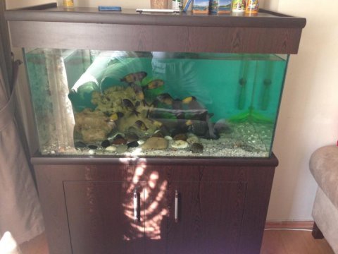 Özel yapım 350 litre dolaplı akvaryum 110x50x60