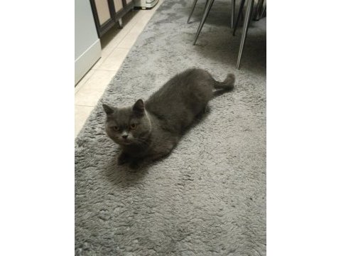 3 yaşında dişi british shorthair sevecen sıcak kanlı