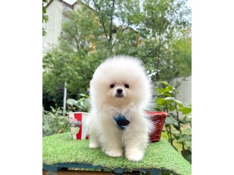 Safkan pomeranian boo yavrularımız
