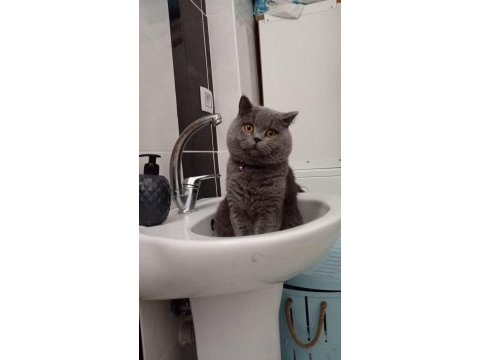 British shorthair boncuk yeni yuvasını arıyor