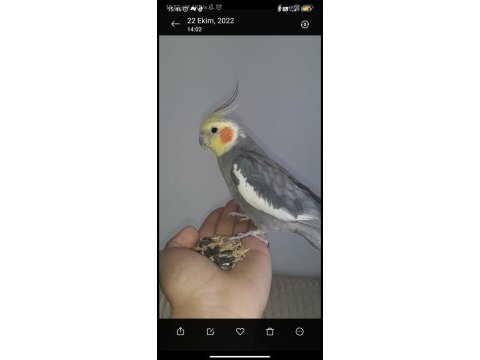 1 yaşında evcil sultan papağanı