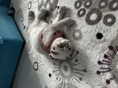 Tüm aşıları yapılmış 4 aylık scottish fold